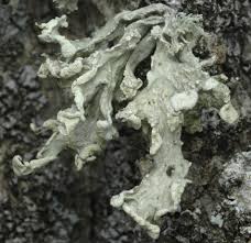 Attēlu rezultāti vaicājumam “Ramalina pollinaria”