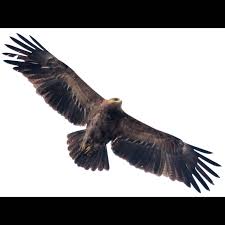 Attēlu rezultāti vaicājumam “Aquila pomarina adult”