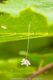 Attēlu rezultāti vaicājumam “Chrysopidae eggs”