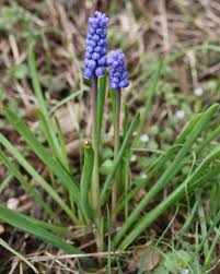 Attēlu rezultāti vaicājumam “Muscari botryoides flower”
