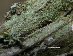 Attēlu rezultāti vaicājumam “Fellhanera subtilis”