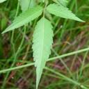 Attēlu rezultāti vaicājumam “Bidens frondosa fruit”