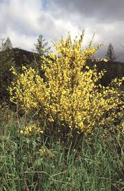 Attēlu rezultāti vaicājumam “Cytisus scoparius”