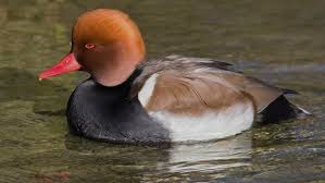 Image result for Netta rufina