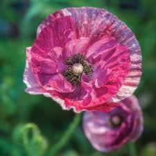 Image result for Papaver rhoeas