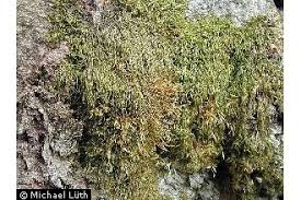 Attēlu rezultāti vaicājumam “Pterigynandrum filiforme”