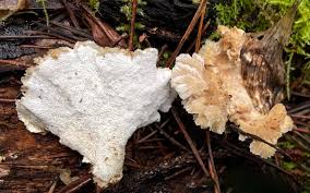 Attēlu rezultāti vaicājumam “Postia ptychogaster”