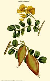 Image result for Colutea arborescens