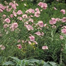 Image result for Malva alcea