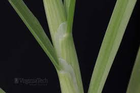 Attēlu rezultāti vaicājumam “Poa annua”