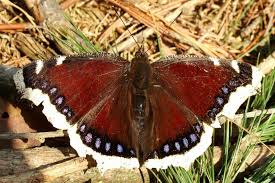 Attēlu rezultāti vaicājumam “Nymphalis antiopa underside”