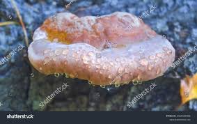 Attēlu rezultāti vaicājumam “Fomitopsis rosea”