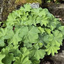 Image result for Alchemilla mollis
