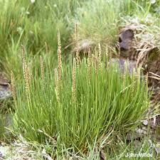 Attēlu rezultāti vaicājumam “Triglochin maritimum flower”
