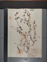 Attēlu rezultāti vaicājumam “Batrachium circinatum leaf”