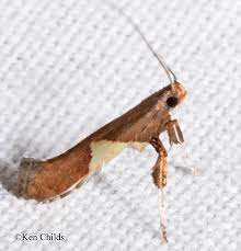 Attēlu rezultāti vaicājumam “Caloptilia stigmatella”