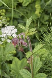Attēlu rezultāti vaicājumam “Geum rivale leaf”
