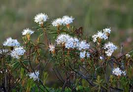 Attēlu rezultāti vaicājumam “Ledum palustre”