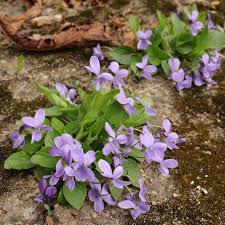 Attēlu rezultāti vaicājumam “Viola hirta leaf”