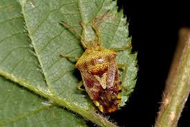 Attēlu rezultāti vaicājumam “Elasmucha grisea imago”