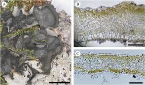 Attēlu rezultāti vaicājumam “Leptogium saturninum”