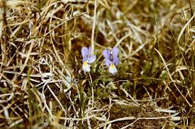 Attēlu rezultāti vaicājumam “Viola tricolor subsp. curtisii flower”