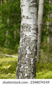 Attēlu rezultāti vaicājumam “Betula pubescens”