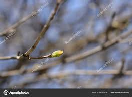 Attēlu rezultāti vaicājumam “Acer platanoides bud”