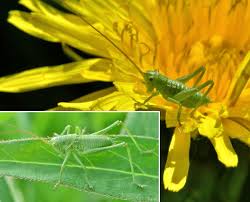 Attēlu rezultāti vaicājumam “Tettigonia viridissima”