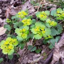 Attēlu rezultāti vaicājumam “Chrysosplenium alternifolium leaf”