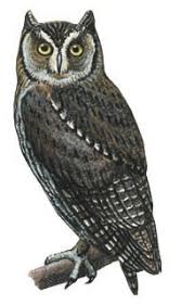 Image result for Otus scops
