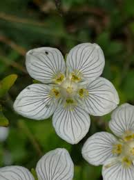 Attēlu rezultāti vaicājumam “Parnassia palustris fruit”
