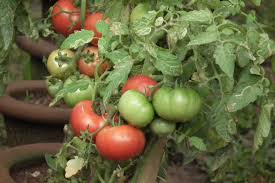 Attēlu rezultāti vaicājumam “Lycopersicon esculentum”