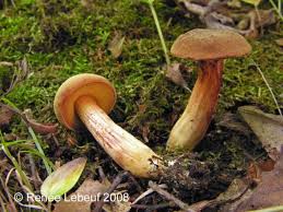 Attēlu rezultāti vaicājumam “Xerocomus subtomentosus”