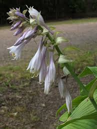Attēlu rezultāti vaicājumam “Hosta sp.”