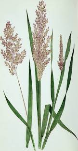 Attēlu rezultāti vaicājumam “Holcus mollis”