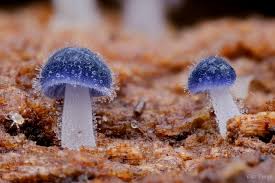 Attēlu rezultāti vaicājumam “Mycena”