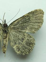 Attēlu rezultāti vaicājumam “Parascotia fuliginaria”