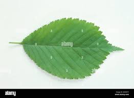Attēlu rezultāti vaicājumam “Ulmus glabra leaf”
