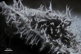 Attēlu rezultāti vaicājumam “Badhamiopsis sp.”