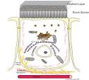cellfunctioning - Epithelial cells
