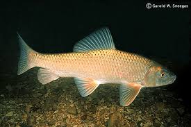 Image result for Moxostoma duquesnei