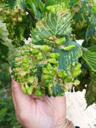 Attēlu rezultāti vaicājumam “Tetraneura ulmi”