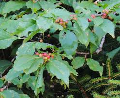 Attēlu rezultāti vaicājumam “Libanotis montana leaf”