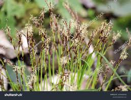 Attēlu rezultāti vaicājumam “Carex digitata leaf”