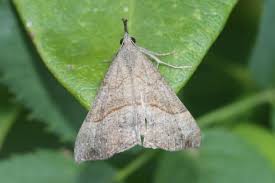 Attēlu rezultāti vaicājumam “Hypena proboscidalis”