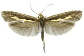 Attēlu rezultāti vaicājumam “Plutella xylostella”