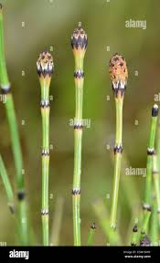 Attēlu rezultāti vaicājumam “Equisetum variegatum”