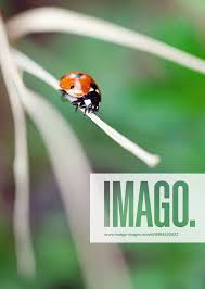 Attēlu rezultāti vaicājumam “Adalia bipunctata imago”