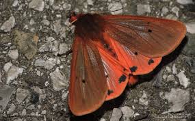 Attēlu rezultāti vaicājumam “Phragmatobia fuliginosa imago”